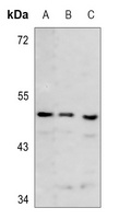 ECHOS1 antibody