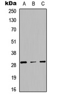 Anti-CD134 Antibody