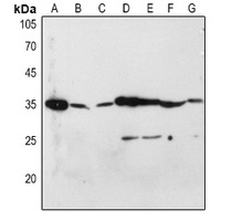 CD253 antibody