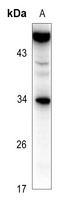 CD252 antibody