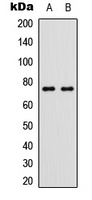 Anti-p63 (Phospho-S455) Antibody