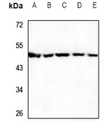 UBA5 antibody