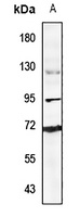 Ubiquilin 3 antibody