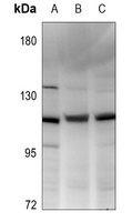 Anti-Vinculin Antibody