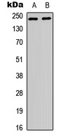 Anti-WNK1 Antibody