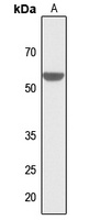 Anti-ZIC1/2/3/4/5 Antibody