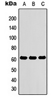 ZNF76 antibody