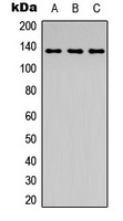 Anti-ABL1 (Phospho-Y204) Antibody