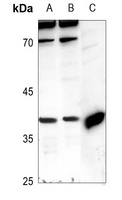 PRAS40 antibody