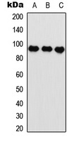 Anti-HIF1 beta Antibody
