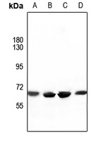 Anti-ATG16L1 Antibody