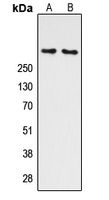 ATM (phospho-S1981) antibody