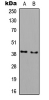 DGAT2L3 antibody