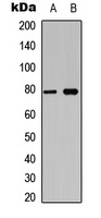 BCL6 (phospho-S333) antibody