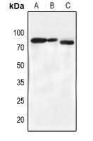 Anti-BMX (Phospho-Y566) Antibody