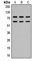 CaMK2 beta/gamma (phospho-T287) antibody