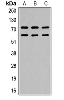 Anti-CaMK2 beta/gamma (Phospho-T287) Antibody