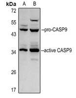 Caspase 9 p35 antibody