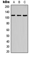 c-CBL (phospho-Y700) antibody