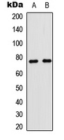 CD180 antibody