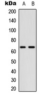 CDC25B (phospho-S323) antibody