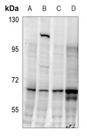 CDC25C (phospho-S216) antibody