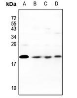 CDC42EP5 antibody