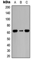 CDC6 (phospho-S54) antibody