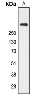Anti-CUBN Antibody
