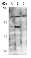 DAXX (phospho-S668) antibody