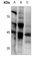 Ephrin B1/2 antibody