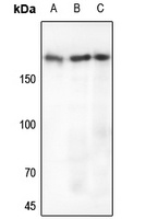 EGFR antibody