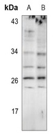 EIF4E3 antibody