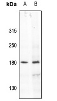 Anti-IRS1 Antibody