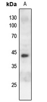 Anti-c-Jun (Phospho-S243) Antibody