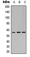Kir3.1 (Phospho-S185) antibody