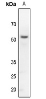Kir3.1 antibody