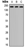 VEGFR2 antibody