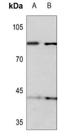 KIF2C (Phospho-S95) antibody