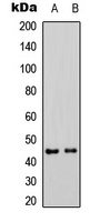 MKK1 (Phospho-S298) antibody