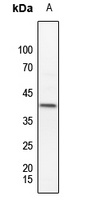 MKK3 (Phospho-T222) antibody