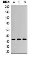 MKK4 antibody