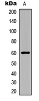Anti-ERK7 (Phospho-T175/Y177) Antibody