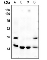 JNK1/2/3 (Phospho-T183/Y185) antibody