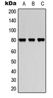 MARCKS antibody