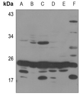 MRPS25 antibody