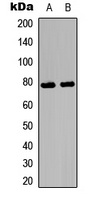 Ezrin/Radixin/Moesin (Phospho-T567/564/558) antibody