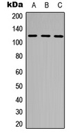 NEK9 (Phospho-T210) antibody