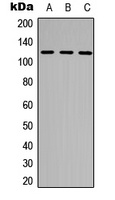 Anti-NEK9 (Phospho-T210) Antibody