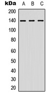 Anti-NFAT3 Antibody